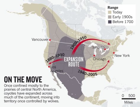 Graphic Courtesy of Nature.com (Click on it to read article on Coyotes)